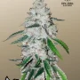Семена конопли West Coast O.G. Auto от Fast Buds